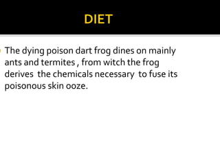  The dying poison dart frog dines on mainly
ants and termites , from witch the frog
derives the chemicals necessary to fuse its
poisonous skin ooze.
 