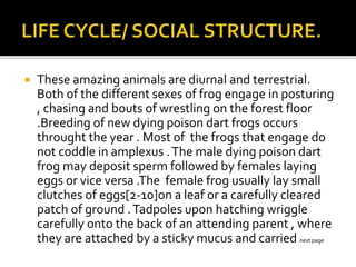  These amazing animals are diurnal and terrestrial.
Both of the different sexes of frog engage in posturing
, chasing and bouts of wrestling on the forest floor
.Breeding of new dying poison dart frogs occurs
throught the year . Most of the frogs that engage do
not coddle in amplexus .The male dying poison dart
frog may deposit sperm followed by females laying
eggs or vice versa .The female frog usually lay small
clutches of eggs[2-10]on a leaf or a carefully cleared
patch of ground .Tadpoles upon hatching wriggle
carefully onto the back of an attending parent , where
they are attached by a sticky mucus and carried next page
 