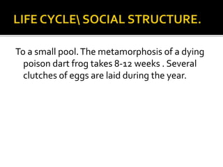 To a small pool.The metamorphosis of a dying
poison dart frog takes 8-12 weeks . Several
clutches of eggs are laid during the year.
 