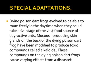  Dying poison dart frogs evolved to be able to
roam freely in the daytime when they could
take advantage of the vast food source of
day-active ants. Mucous –producing skin
glands on the back of the dying poison dart
frog have been modified to produce toxic
compounds called alkaloids .These
compounds on the dying poison dart frogs
cause varying effects from a distasteful
 