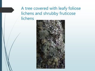 A tree covered with leafy foliose
lichens and shrubby fruticose
lichens
 
