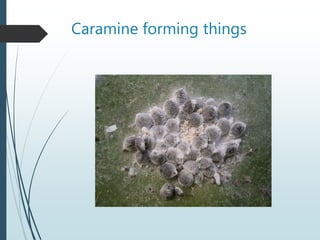 Caramine forming things
 