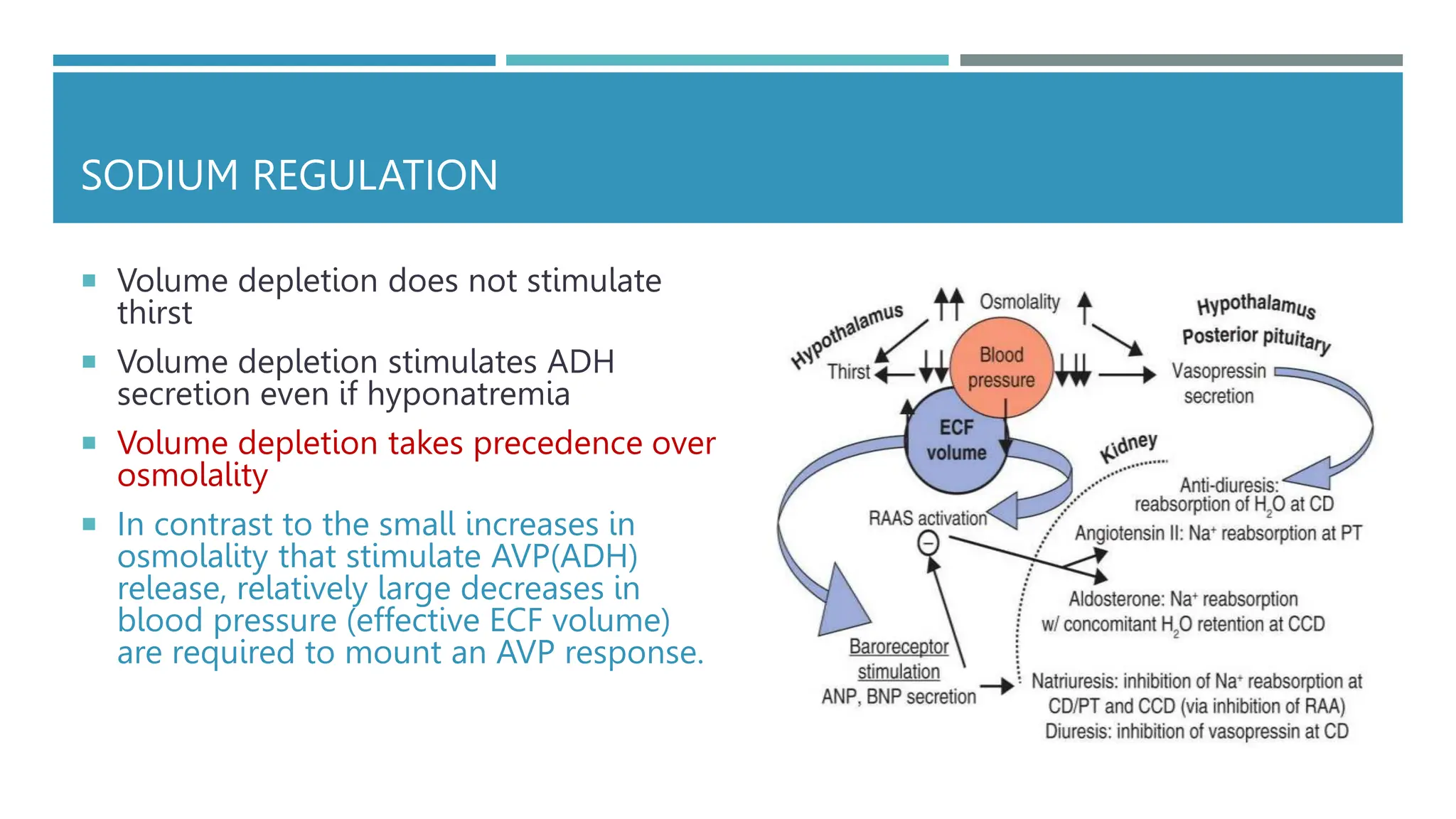 SODIUM REGULATION
 Volume depletion does not stimulate
thirst
 Volume depletion stimulates ADH
secretion even if hyponatremia
 Volume depletion takes precedence over
osmolality
 In contrast to the small increases in
osmolality that stimulate AVP(ADH)
release, relatively large decreases in
blood pressure (effective ECF volume)
are required to mount an AVP response.
 