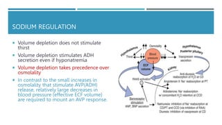 SODIUM REGULATION
 Volume depletion does not stimulate
thirst
 Volume depletion stimulates ADH
secretion even if hyponatremia
 Volume depletion takes precedence over
osmolality
 In contrast to the small increases in
osmolality that stimulate AVP(ADH)
release, relatively large decreases in
blood pressure (effective ECF volume)
are required to mount an AVP response.
 