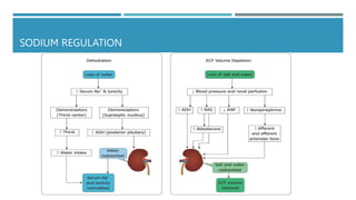 SODIUM REGULATION
 