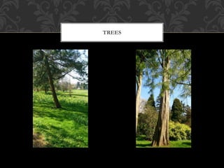 TREES