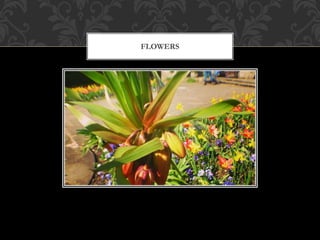 FLOWERS