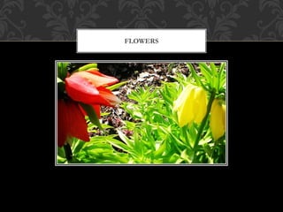 FLOWERS
