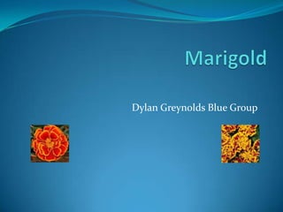 Marigold Dylan Greynolds Blue Group 
