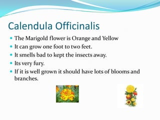 Calendula OfficinalisThe Marigold flower is Orange and Yellow It can grow one foot to two feet. It smells bad to kept the insects away. Its very fury. If it is well grown it should have lots of blooms and branches. 