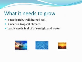 What it needs to growIt needs rich, well drained soil. It needs a tropical climate.Last it needs is al of of sunlight and water