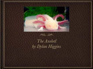 The Axolotl
by Dylan Higgins
 