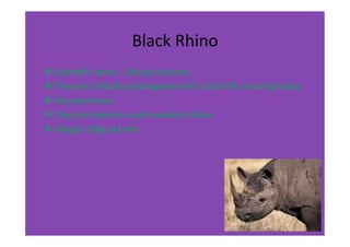 Black	
  Rhino	
  
v Scien-ﬁc	
  name	
  –	
  Dicores	
  bicornis	
  
v They	
  are	
  cri-cally	
  endangered	
  with	
  3,610	
  le=	
  surviving	
  today	
  
v Has	
  two	
  horns	
  
v They	
  are	
  found	
  in	
  south-­‐western	
  Africa	
  
v Weighs	
  50kg	
  at	
  birth	
  	
  	
  	
  	
  	
  
 