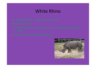 White	
  Rhino	
  
v 	
  Scien-ﬁc	
  name	
  -­‐	
  Ceratotherium	
  simum	
  
v Has	
  two	
  horns	
  
v It’s	
  the	
  only	
  Rhino	
  species	
  that	
  isn’t	
  endangered	
  with	
  about	
  
   11,330	
  
v They	
  are	
  found	
  in	
  Northern	
  Africa	
  

	
  
 