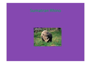 Sumatran	
  Rhino	
  
 