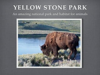 YELLOW STONE PARK
An amazing national park and habitat for animals
 