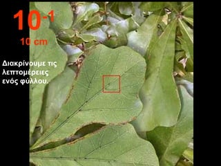 Διακρίνουμε τις
λεπτομέρειες
ενός φύλλου.
10-1
10 cm
 