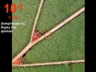 Διακρίνουμε τις
δομές του
φύλλου
10-2
1 cm
 