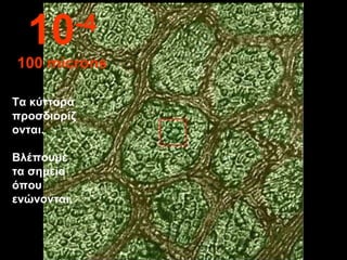 Τα κύτταρα
προσδιορίζ
ονται.
Βλέπουμε
τα σημεία
όπου
ενώνονται.
10-4
100 microns
 