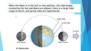 When the Moon is in the full or new position, the tidal bulges
created by the Sun and Moon are aligned, there is a large tidal
range on Earth, and spring tides are experienced.
 