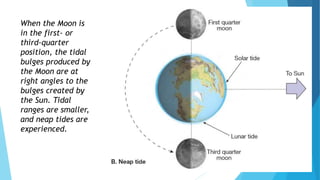 When the Moon is
in the first- or
third-quarter
position, the tidal
bulges produced by
the Moon are at
right angles to the
bulges created by
the Sun. Tidal
ranges are smaller,
and neap tides are
experienced.
 