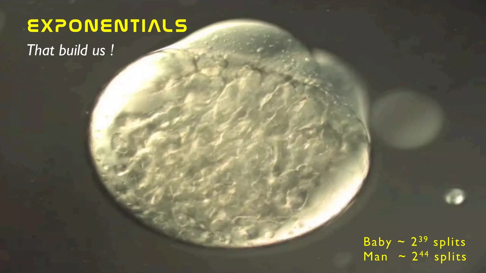Baby ~ 239 splits	

Man ~ 244 splits
EXPONENTIALs
That build us !
 