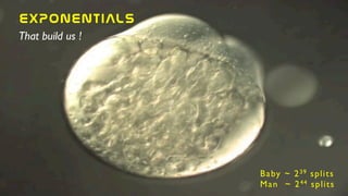 Baby ~ 239 splits	

Man ~ 244 splits
EXPONENTIALs
That build us !
 