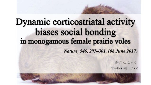論文紹介 Dynamic Corticostriatal Activity Biases Social Bonding In Monoga