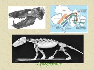 Cynognathus 