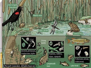                                                                                             Pond and Lake LifeStill water, in general much warmer than rivers and streams, can support many different kinds of plant and animal life. The silty bed of ponds and the shallower parts of lakes support rooted plants and burrowing larva, food for free-swimming animals such as fish and frogs. In deeper zones, where oxygen is less abundant, only animals adapted to the cold environment exist. Plankton develop at all levels.© Microsoft Corporation. All Rights Reserved.Microsoft ® Encarta ® Encyclopedia 2005. © 1993-2004 Microsoft Corporation. All rights reserved.