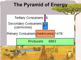 The Pyramid of Energy