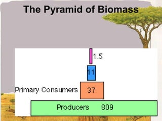 The Pyramid of Biomass