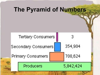 The Pyramid of Numbers