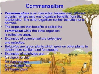 CommensalismCommensalism is an interaction between two different organism where only one organism benefits from the relationship. The other organism neither benefits nor is harmed.The organism that benefits is called thecommensal while the other organism	is called the host.Examples of commensal are epiphytes	and epizoites.Epiphytes are green plants which grow on other plants to obtain more sunlight and for supportExamples of epiphytes are:	(a) pigeon orchid	(b) staghorn fern	(c) birds nest fern	(e) money plant