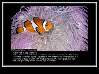                                                                                            Clown Fish in Sea AnemoneClown fish have a mutualism relationship with sea anemones. The fish chases away the anemone’s would-be predators with its territorial behavior; and the anemone protects the fish with its stinging cells. The fish is protected from the cells’ poison by a thick mucous coat it secretes.