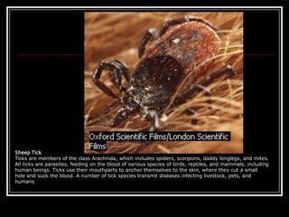 Sheep TickTicks are members of the class Arachnida, which includes spiders, scorpions, daddy longlegs, and mites. All ticks are parasites, feeding on the blood of various species of birds, reptiles, and mammals, including human beings. Ticks use their mouthparts to anchor themselves to the skin, where they cut a small hole and suck the blood. A number of tick species transmit diseases infecting livestock, pets, and humans.