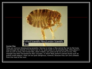 Human FleaFleas are common bloodsucking parasites. Having no wings, a flea cannot fly, but its flat body slips through the strands of its host’s hair or fur quite easily on its powerful legs. Only about 3 mm (0.125 in) long, the human flea, Pulex irritans, can jump as far as 33 cm (13 in). This strength has been harnessed for flea “circuses,” in which fleas perform trained stunts such as pulling small wagons. Fleas can be quite dangerous, however, because they can carry disease from one host to the next.