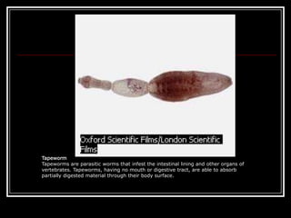 TapewormTapeworms are parasitic worms that infest the intestinal lining and other organs of vertebrates. Tapeworms, having no mouth or digestive tract, are able to absorb partially digested material through their body surface.