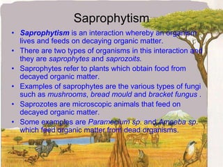 SaprophytismSaprophytism is an interaction whereby an organism lives and feeds on decaying organic matter.There are two types of organisms in this interaction and they are saprophytes and saprozoits.Saprophytes refer to plants which obtain food from decayed organic matter. Examples of saprophytes are the various types of fungi such as mushrooms, bread mould and bracket fungus .Saprozotes are microscopic animals that feed on decayed organic matter.Some examples are Paramecium sp. and Amoeba sp. which feed organic matter from dead organisms.