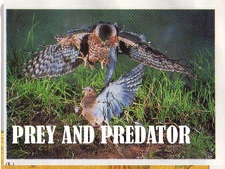 PREY AND PREDATOR