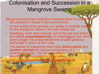 Colonisation and Succession in a Mangrove SwampMangrove trees have adaptive characteristics to overcome the problems it faces in the environment.A root system that spreads out widely to provide support for the mangrove trees in the soft muddy soil.Breathing roots that protrude out of the soil and which are called pneumatophores. In waterlogged soil, which lacks oxygen the pneumatophores enable gaseous exchange to occur at the roots.The leaves of mangrove trees have thick cuticle and sunkenstomata to reduce transpiration in a hot environment due t, the strong sunlight. The leaves are also thick and succulent A store water.Many mangrove trees have viviparity seeds