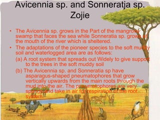 Avicennia sp. and Sonneratja sp. ZojieThe Avicennia sp. grows in the Part of the mangrove swamp that faces the sea while Sonneratia sp. grows at the mouth of the river which is sheltered.The adaptations of the pioneer species to the soft muddy soil and waterlogged area are as follows:	(a) A root system that spreads out Widely to give support 	to the trees in the soft muddy soil	(b) The Avicennia sp. and Sonneratia sp have 	asparagus-shaped pneumatophores that grow 		vertically upwards from the main roots through the 	mud into the air. The pneumatophores are very 	spongy and take in air for respiration of the root 	system.