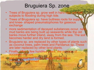 Bruguiera Sp. zoneTrees of Bruguiera sp. grow well in hard clay soil that subjects to flooding during high tide.Trees of Bruguiera sp. have buttress roots for support and knee- shaped pneumatophores for gaseous exchangemore sedimentation of decayed substances occur, new mud banks are being built up seawards while the old banks move further inland, away from the sea. The soil becomes harder and dry land is formed.Bruguiera sp. are replaced by other types of plants such as coconut trees, palm trees and Pandanus sp. These are later replaced by other land plants.Finally, after a few hundred years, the process of succession stopsand a tropical rain forest, which is the climax community, is formed.