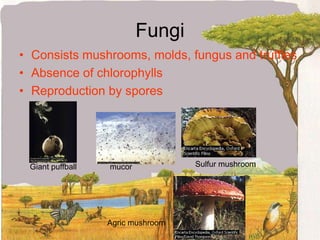 KingdomsProkaryotae ProtistaFungi PlantaeAnimalia 