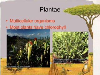 ProkaryoteAbsences of a nucleus membrane Salmonella sp.Cyanobacteria