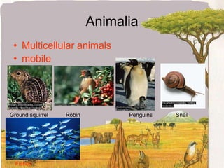 ProtistaMost protists are unicellularProtists have nucleus membraneSome of them have simple structuresDinoflagellateParamecium sp.