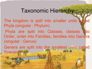 PlantaeMulticellular organismsMost plants have chlorophyllPicther plantfern