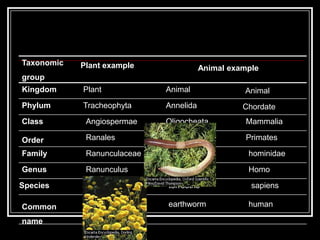 AnimaliaMulticellular animalsmobileGround squirrelRobinPenguinsSnailFishes