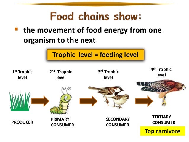 Which Organism Is Part Of The Detritus Food Chain Which Organism Is Part Of The Detritus Food Chain