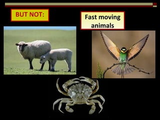 Animals Not Streamlined BIOLOGY FORM 4 CHAPTER 8 - DYNAMIC ECOSYSTEM PART 3 | PPTX